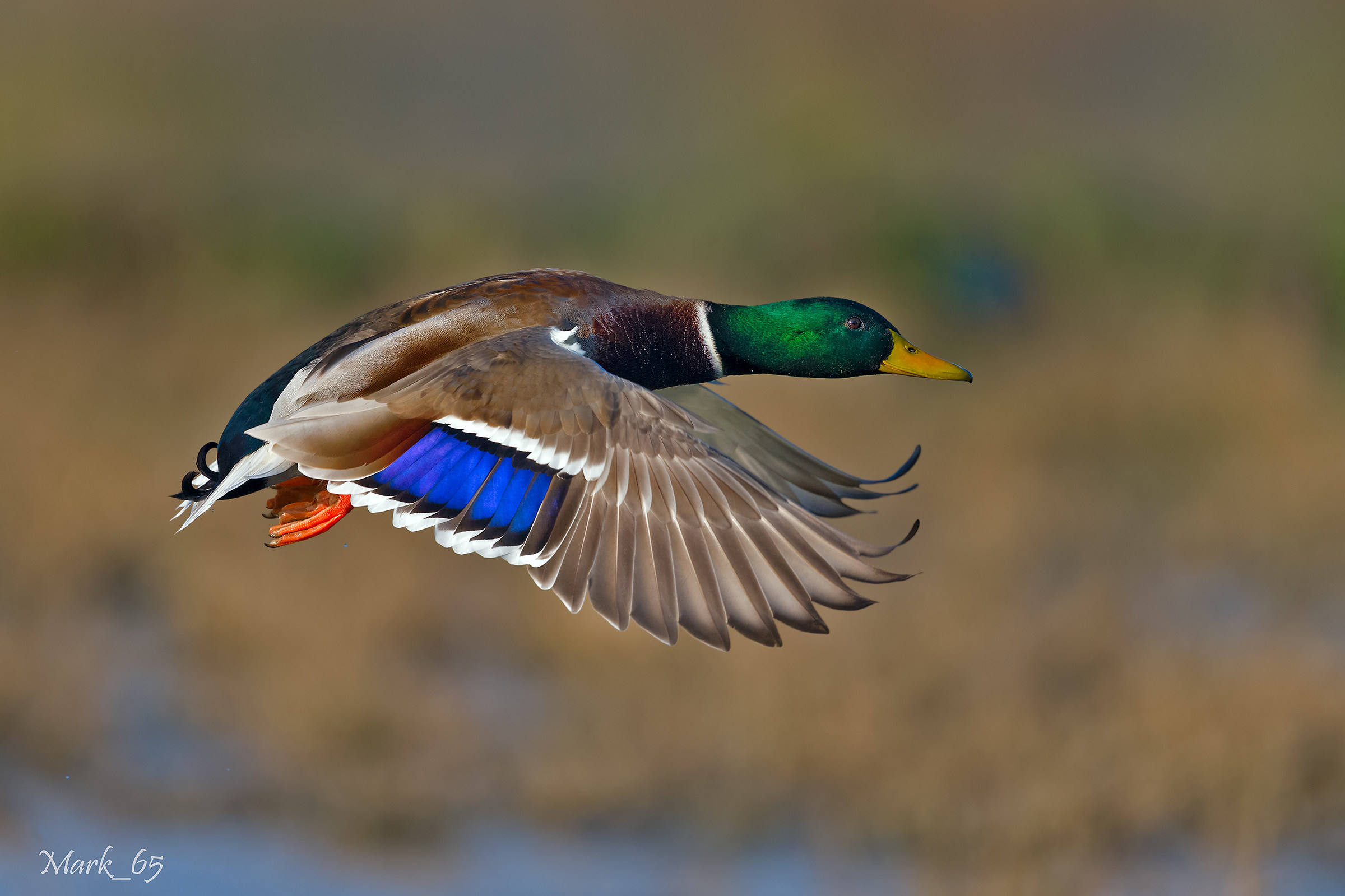 Mallard in flight