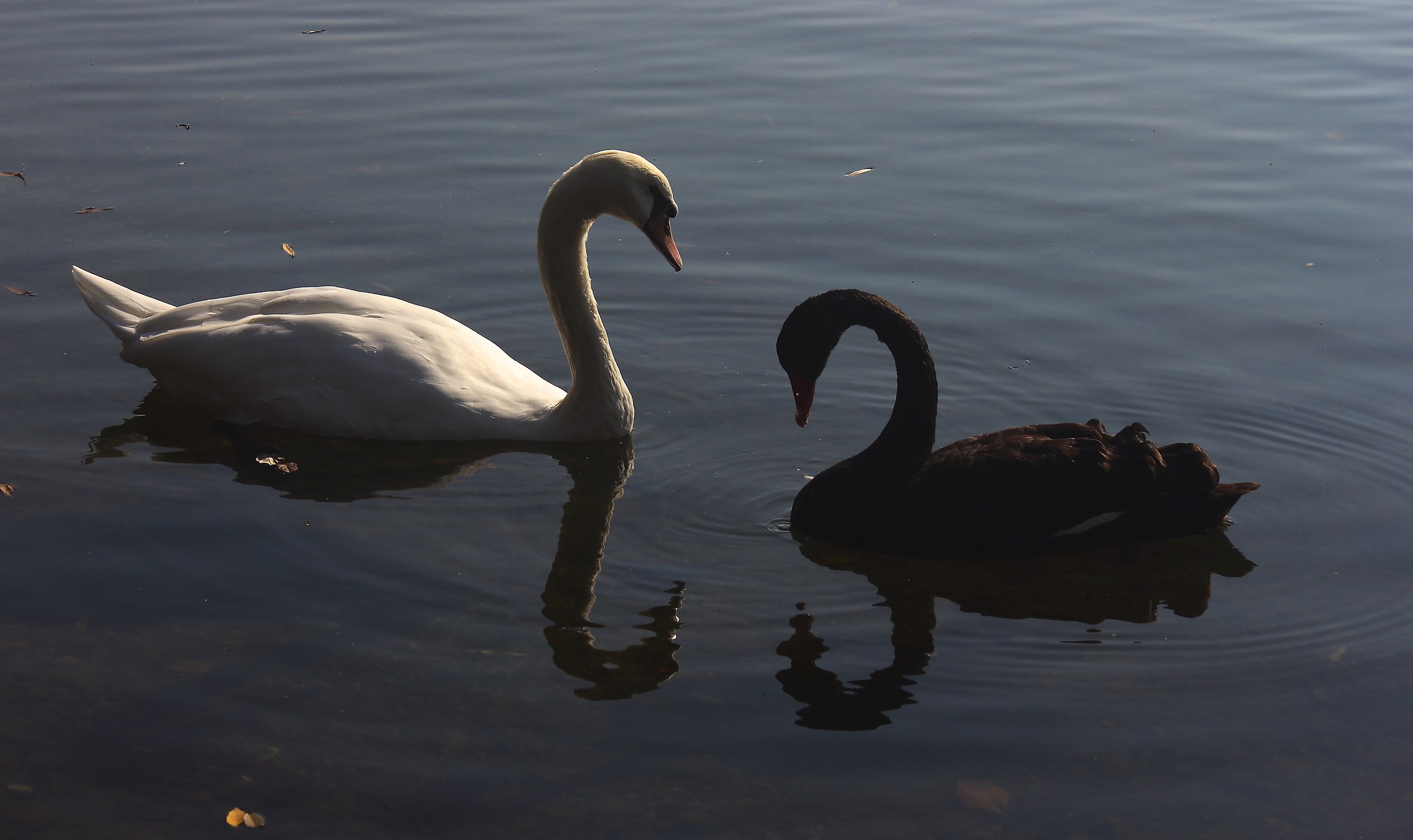 Bianco e nero riflesso