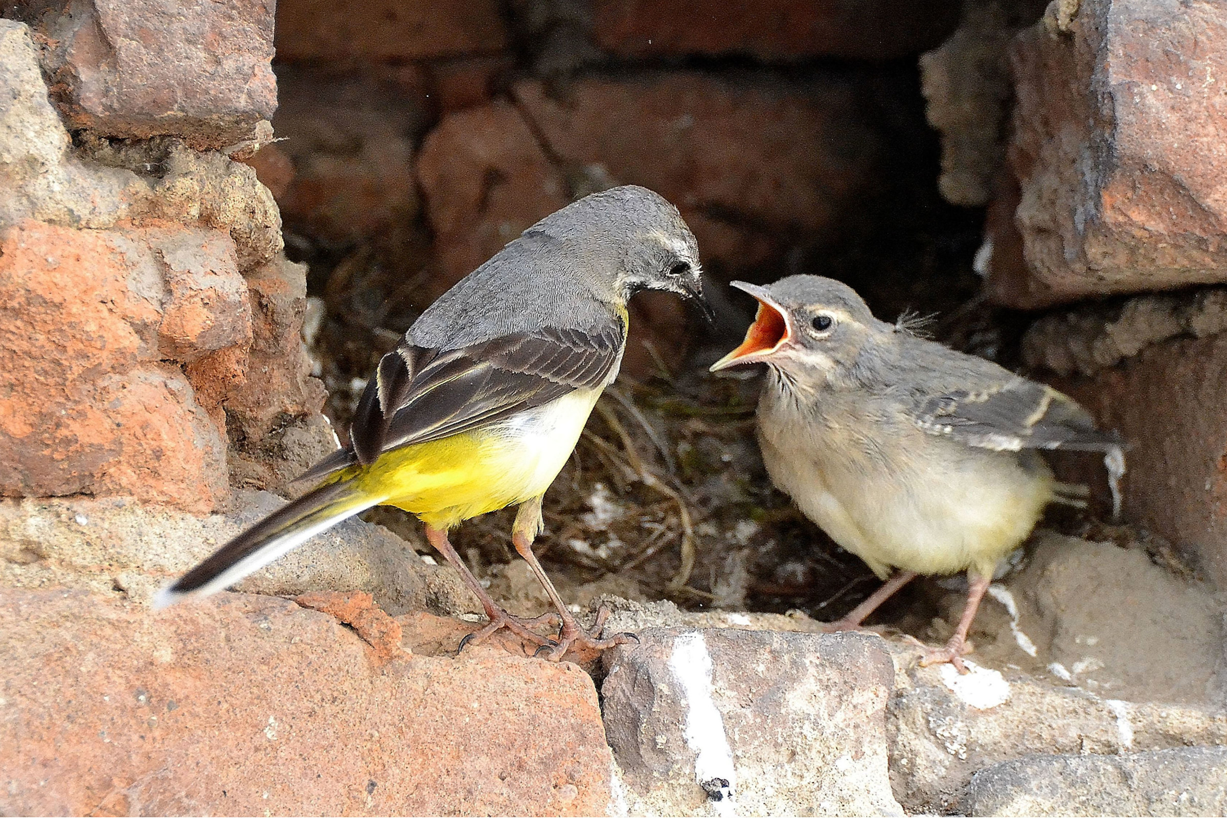 Yellow wagtail with pullo