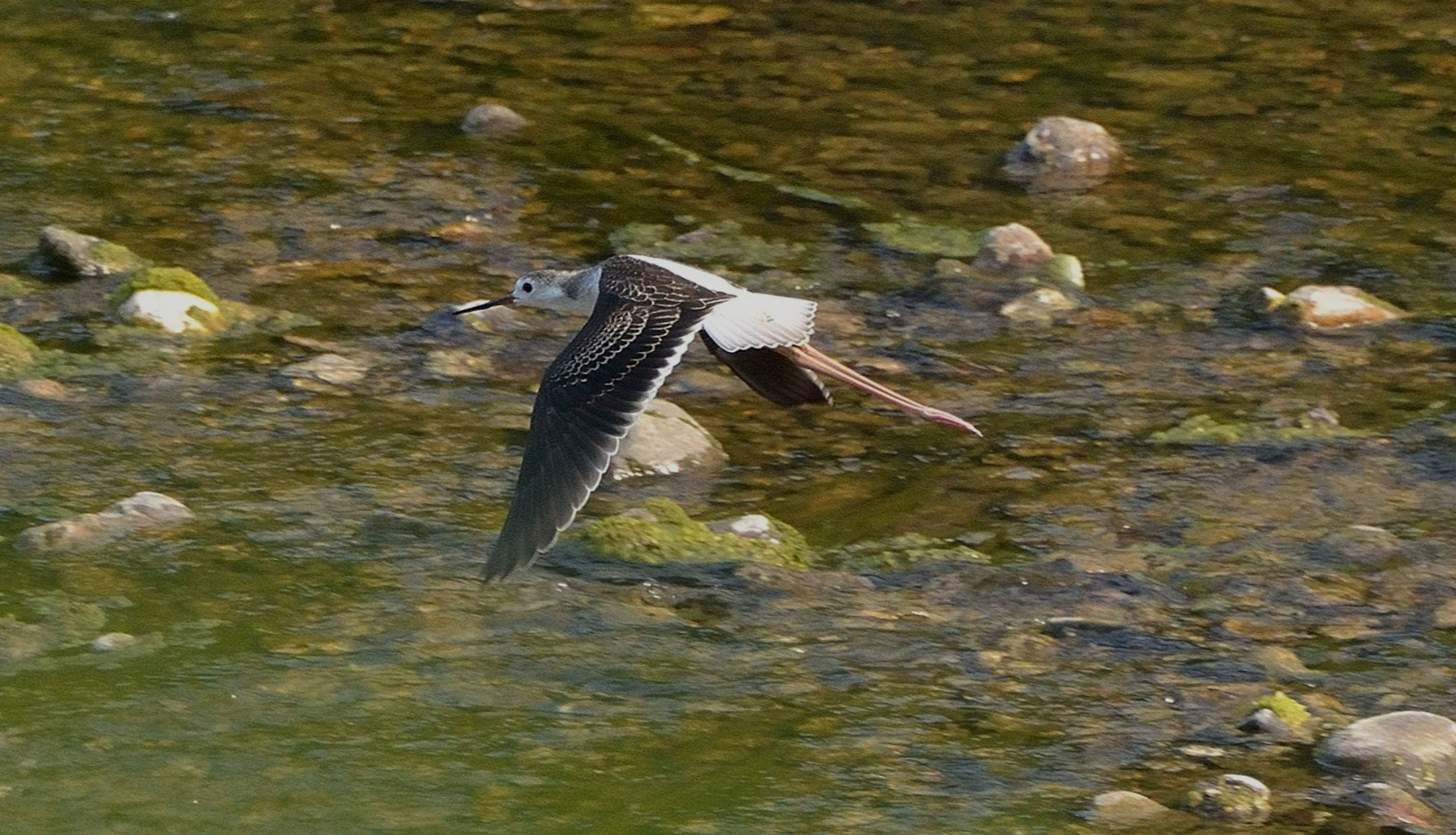 Young knight of Italy