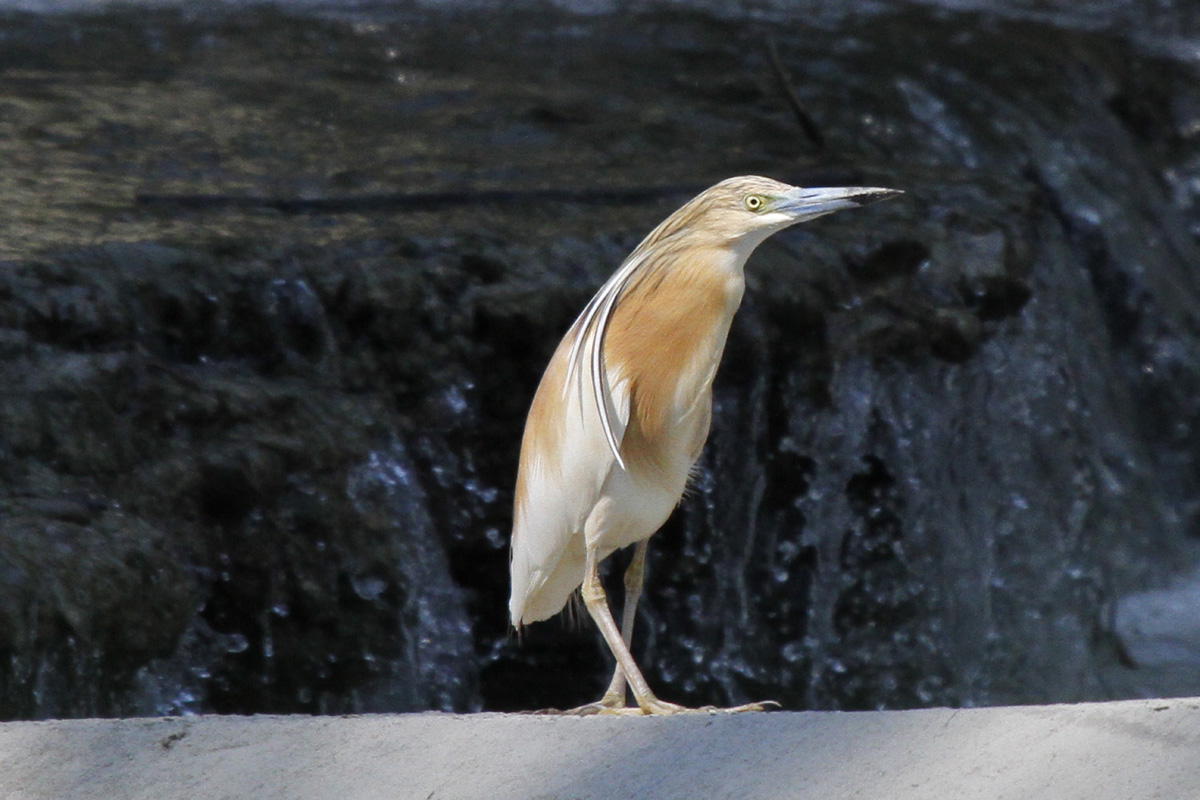 Sgarza ciuffetto a pesca sotto la cascata