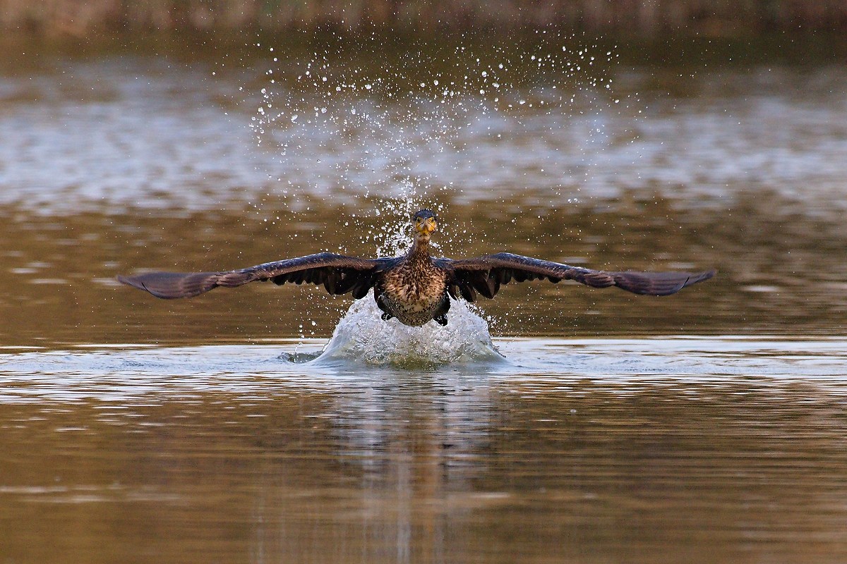 Cormorant departing 1