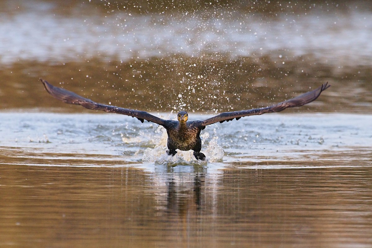 Cormorant departing 2