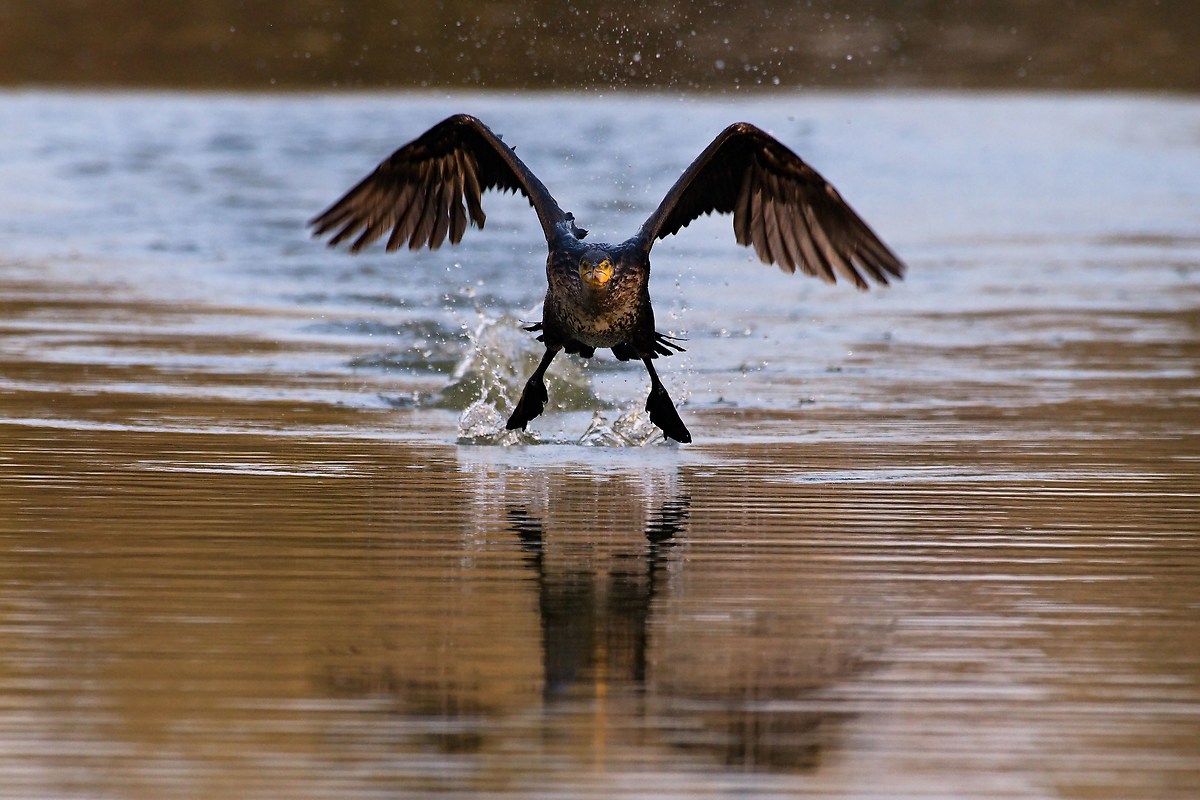 Cormorant departing 3