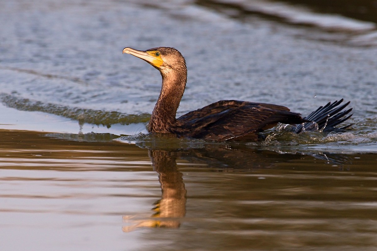 The turn of the Cormorant