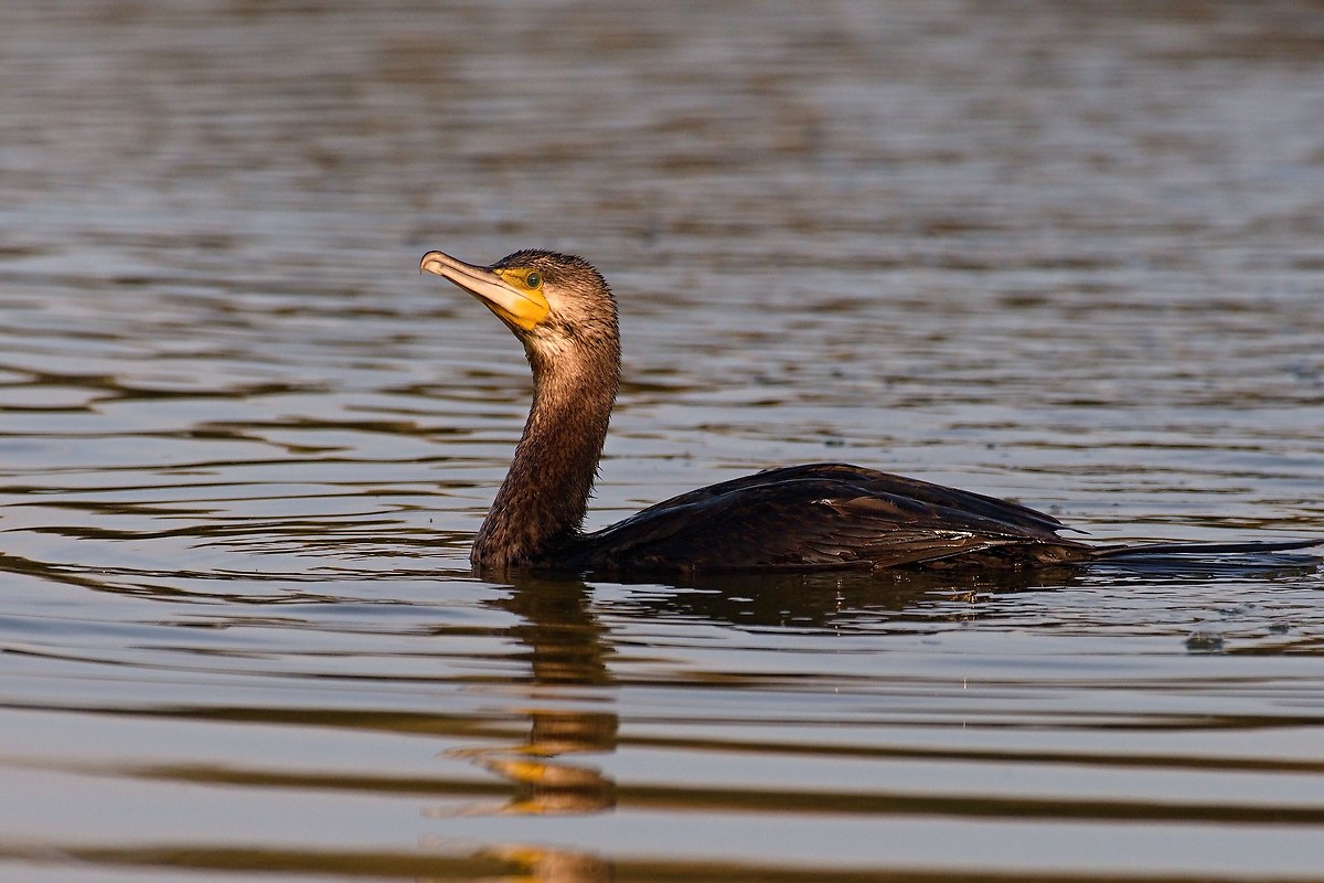 Cormorant