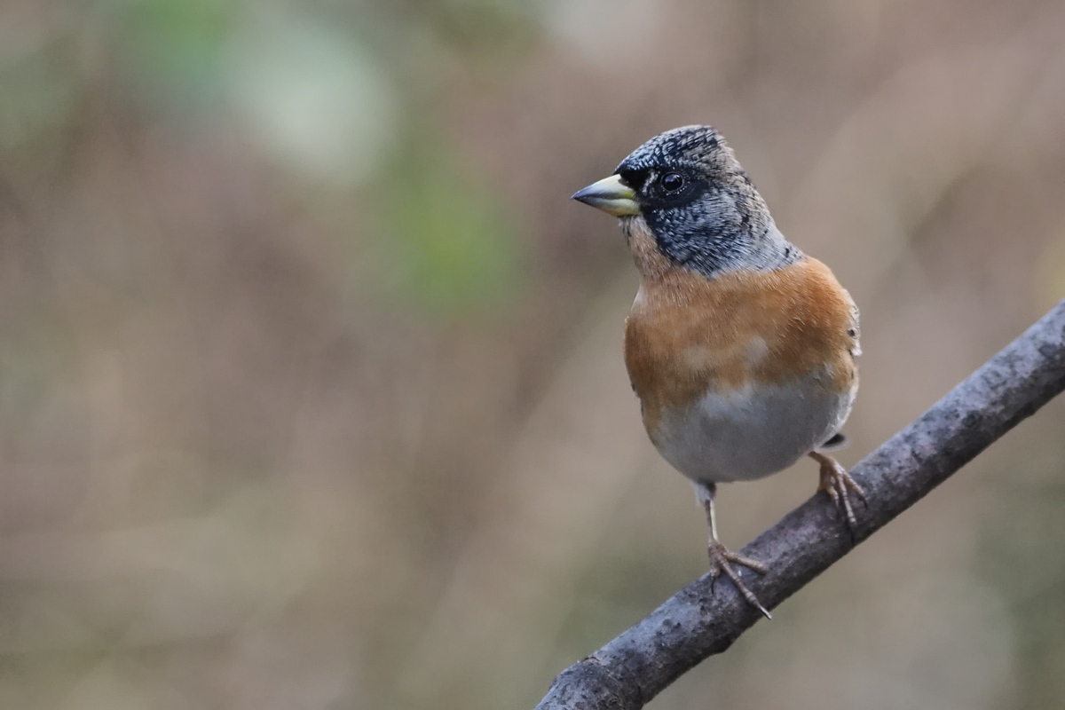 brambling male