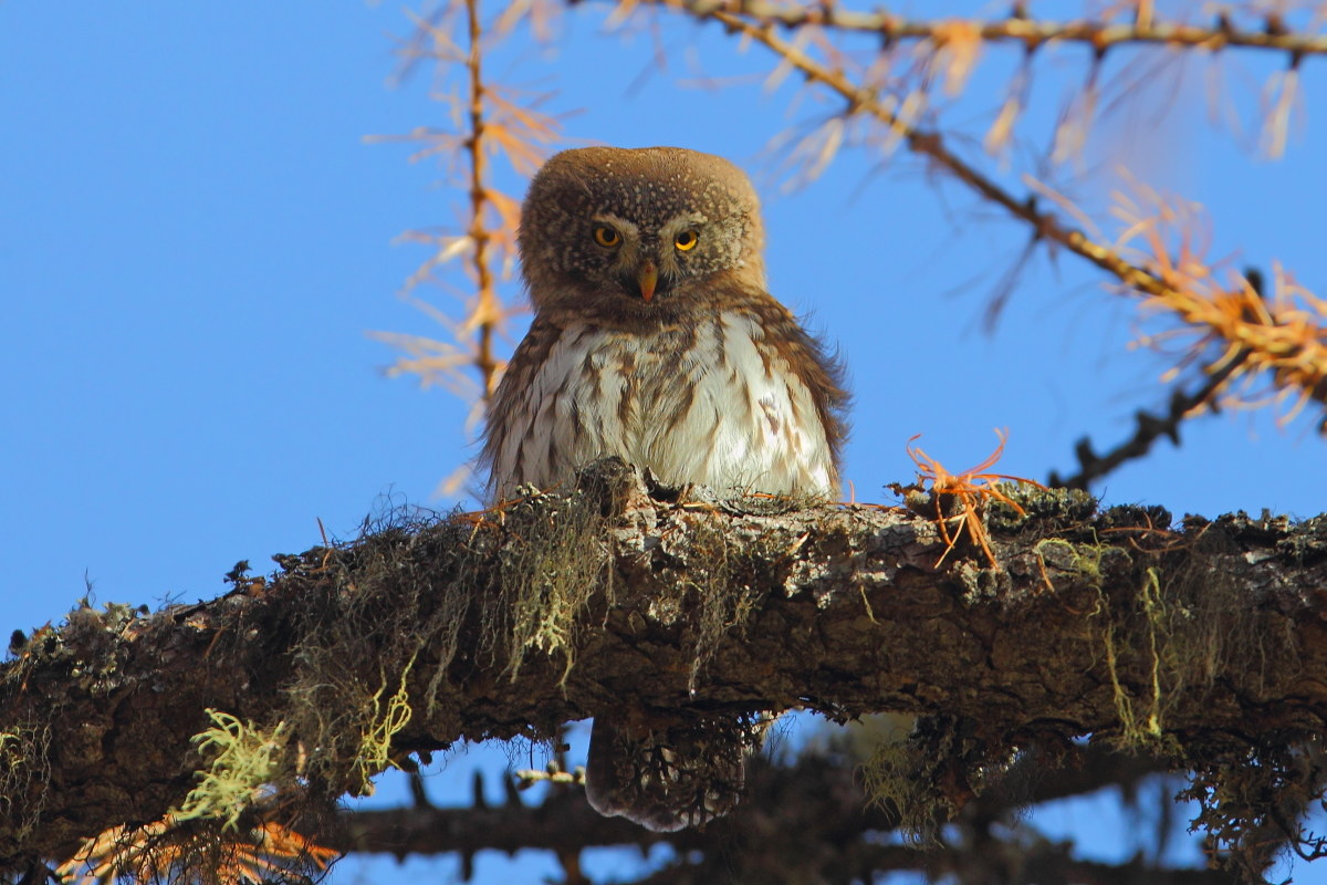 Pygmy Owl