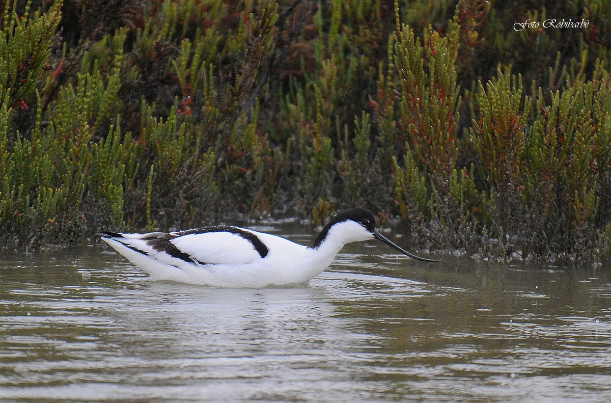 Pioggia sull' Avocetta...
