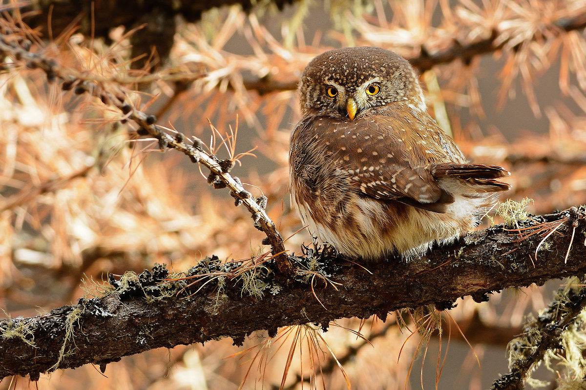 Pygmy owl.