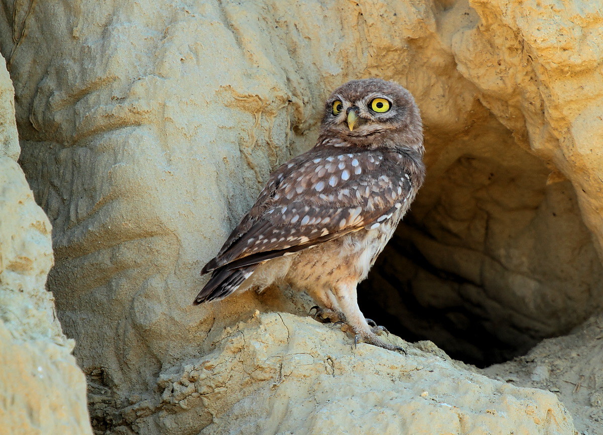 young owl