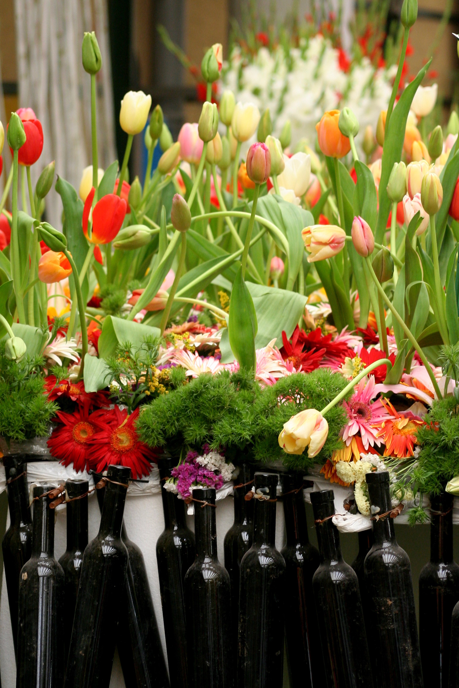 tulips Genoa Eurflora 2011