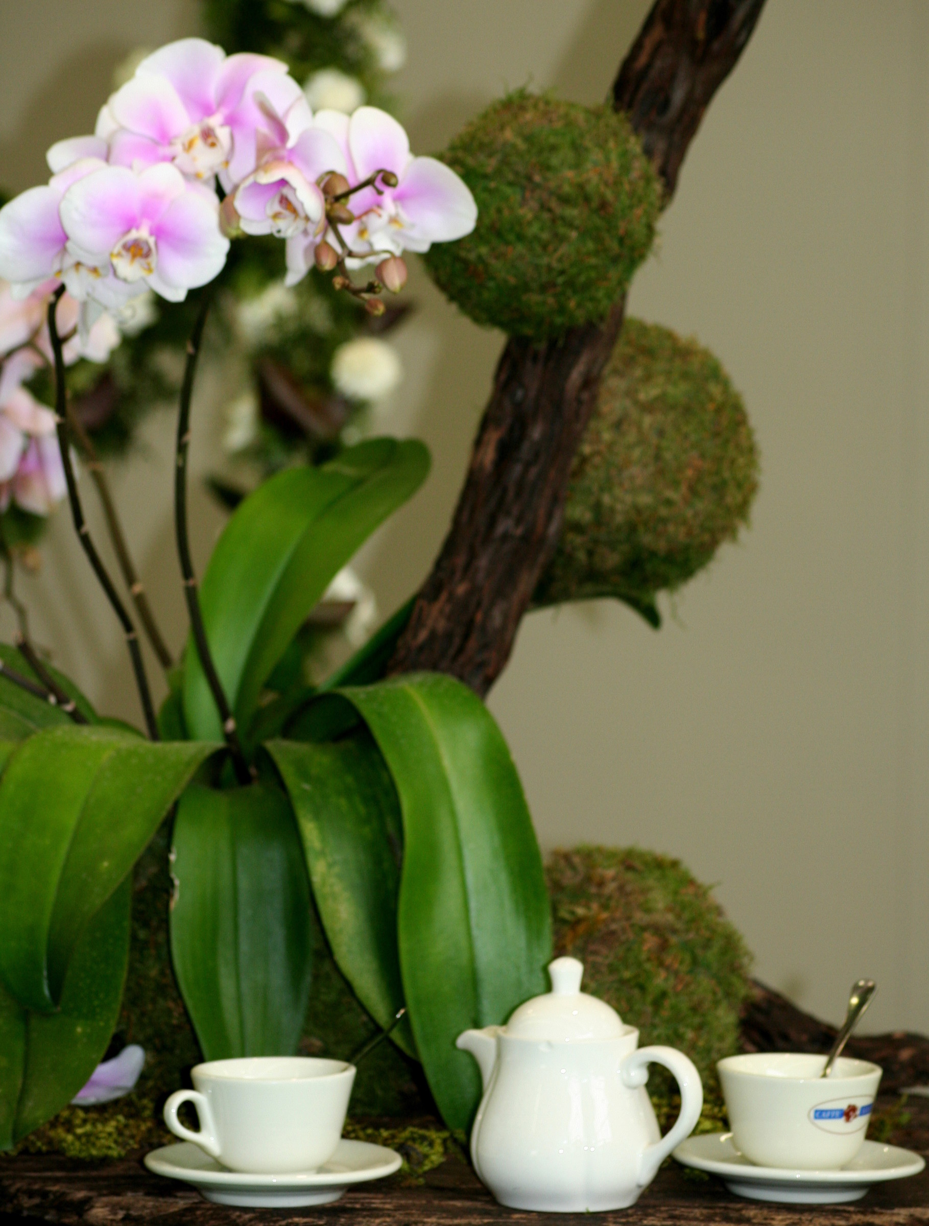 orchid Genoa Eurflora 2011