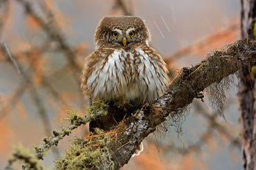 Glaucidium passerinum