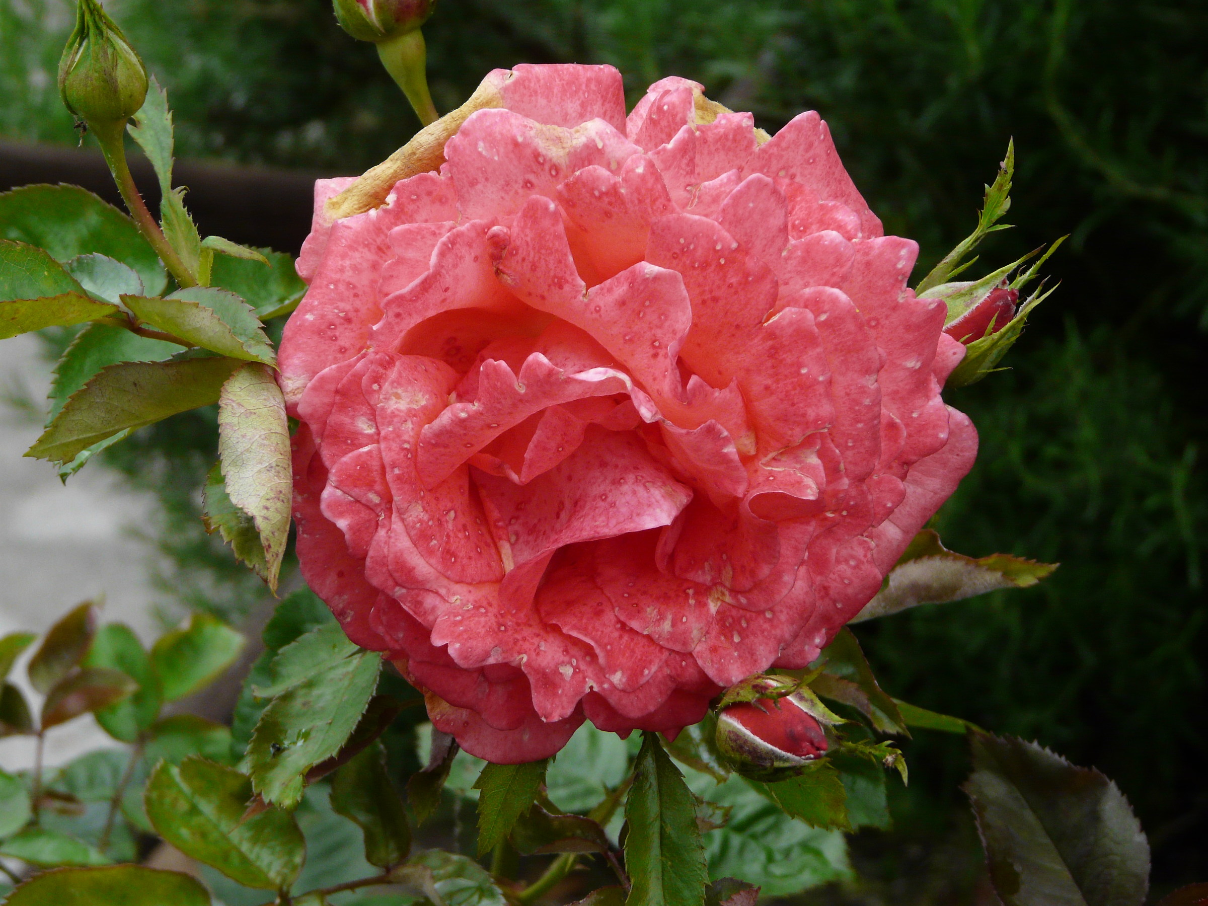 Rosa
