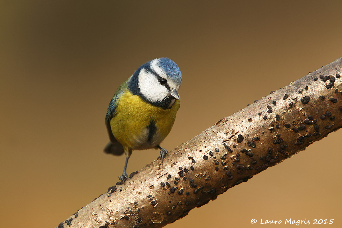 Cinciarella sulla diagonale