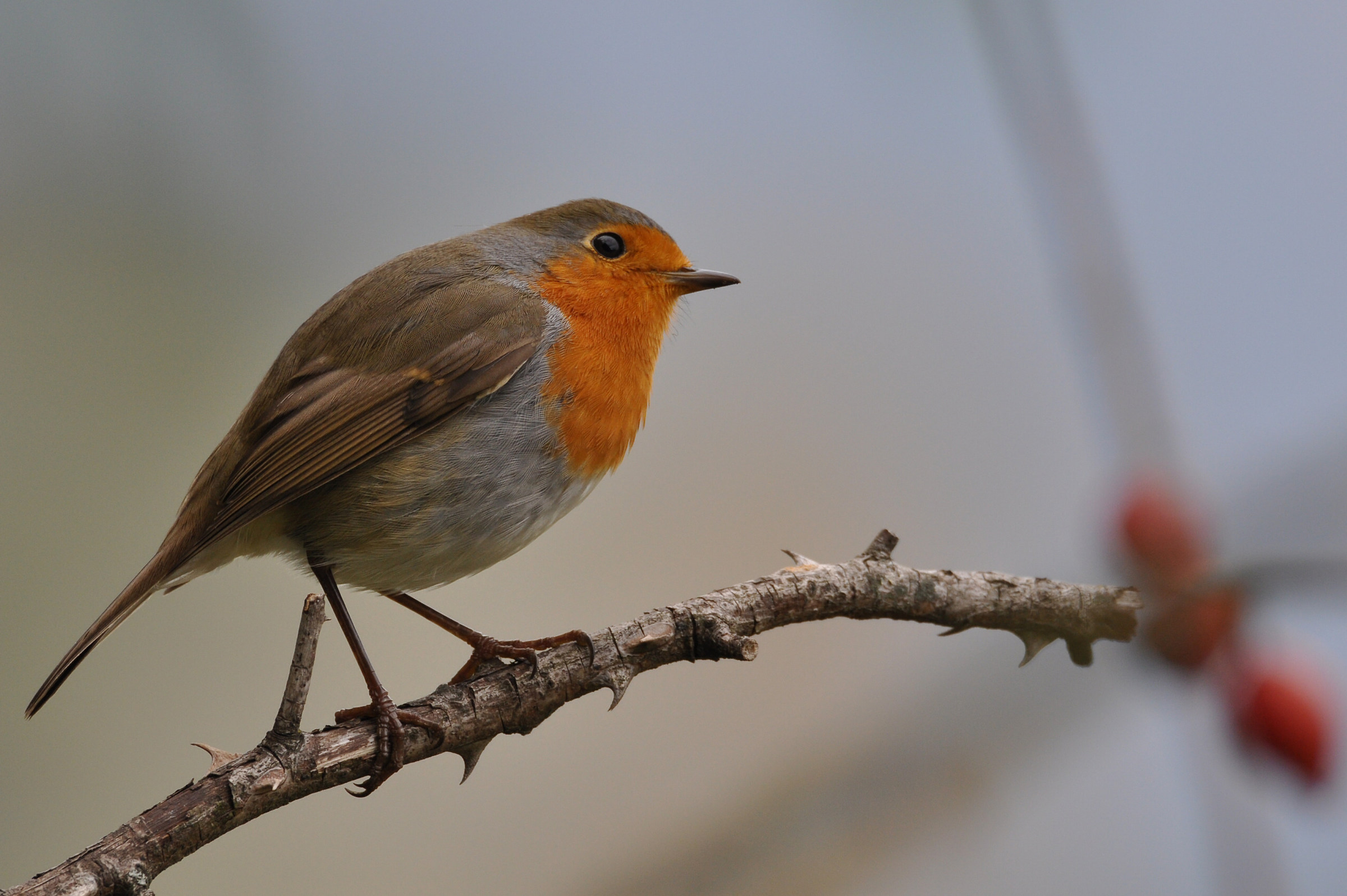 robin