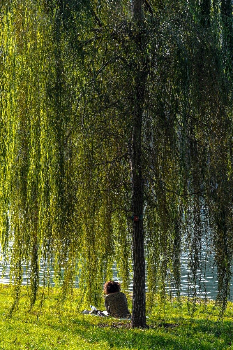 sotto una cascata di verdi pensieri...................