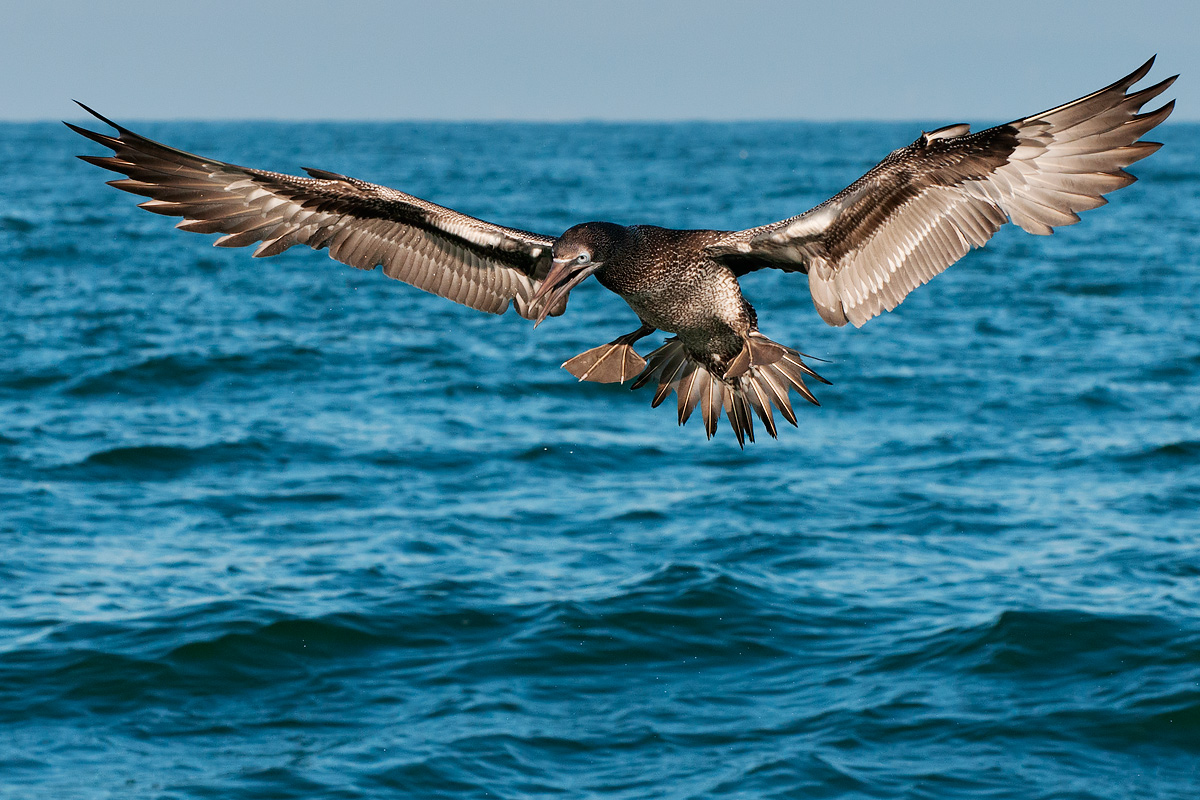 Young gannet in preparation for the dive