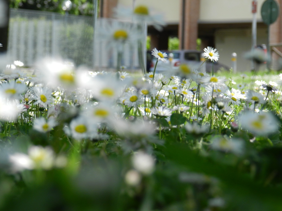 microcosmo cittadino