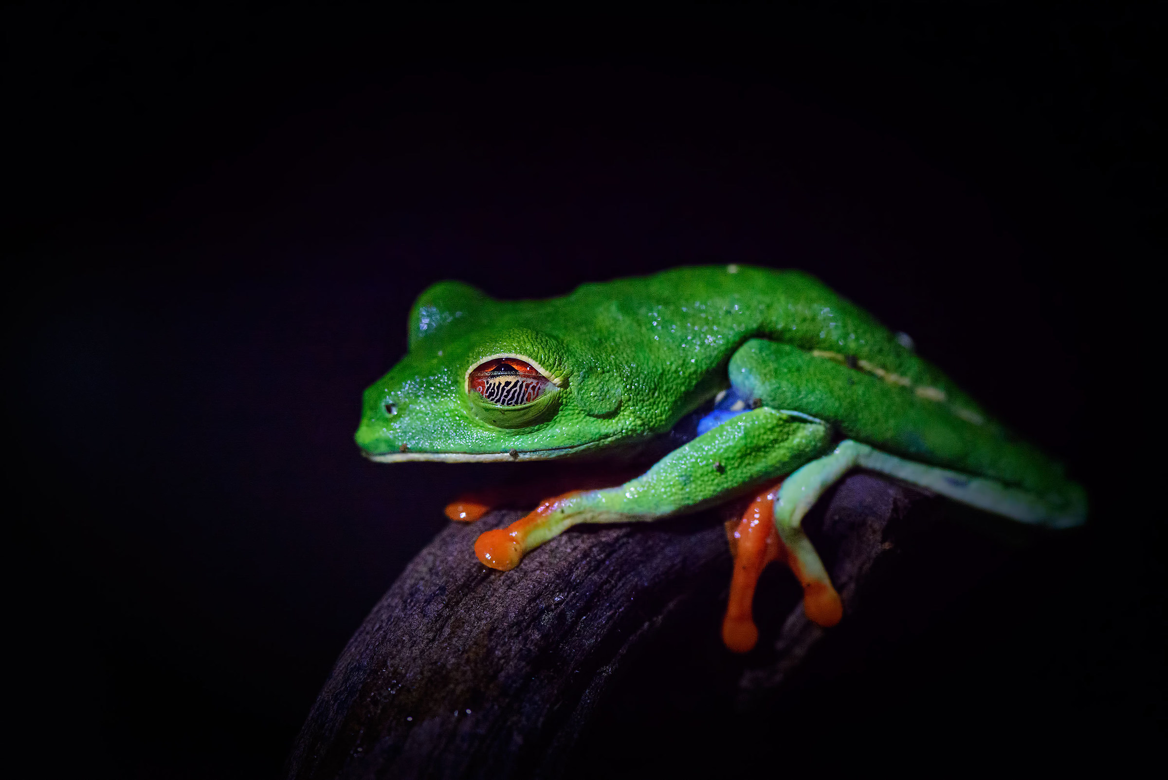 Treefrog