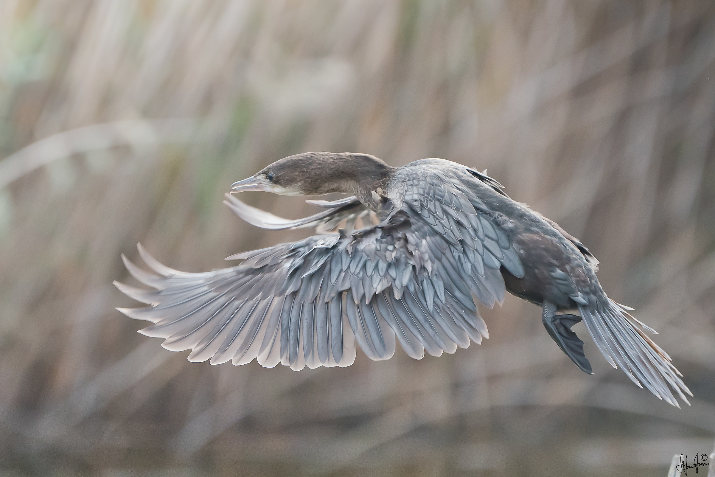 Marangone minore-9235