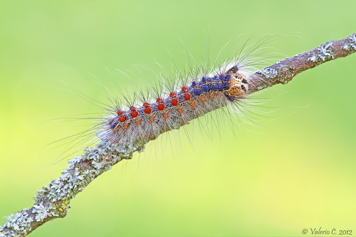 Hairy caterpillar