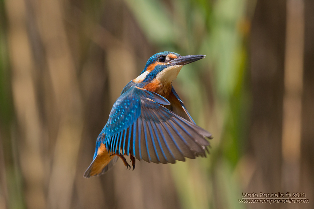Martin pescatore in spirito santo