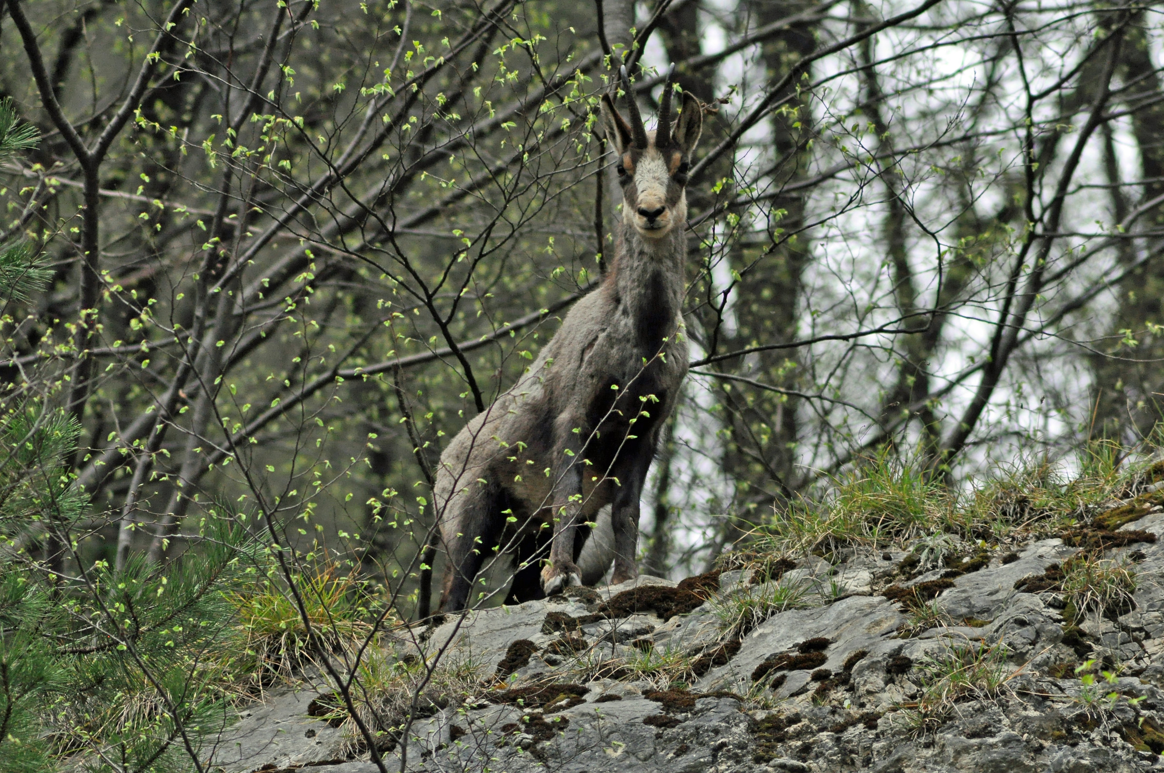 chamois