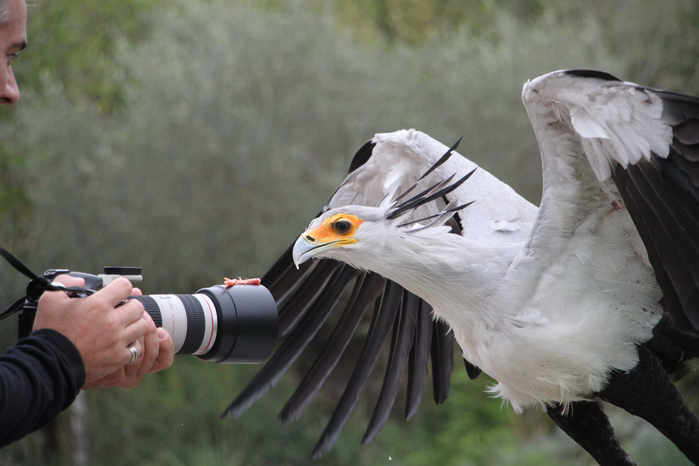 Serpentario vs. Photographer