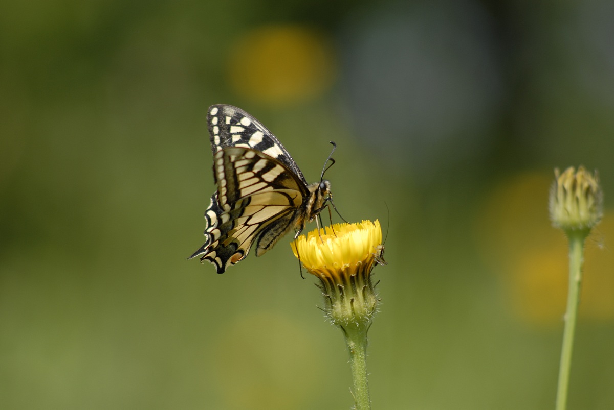 Excuse the intrusion .......