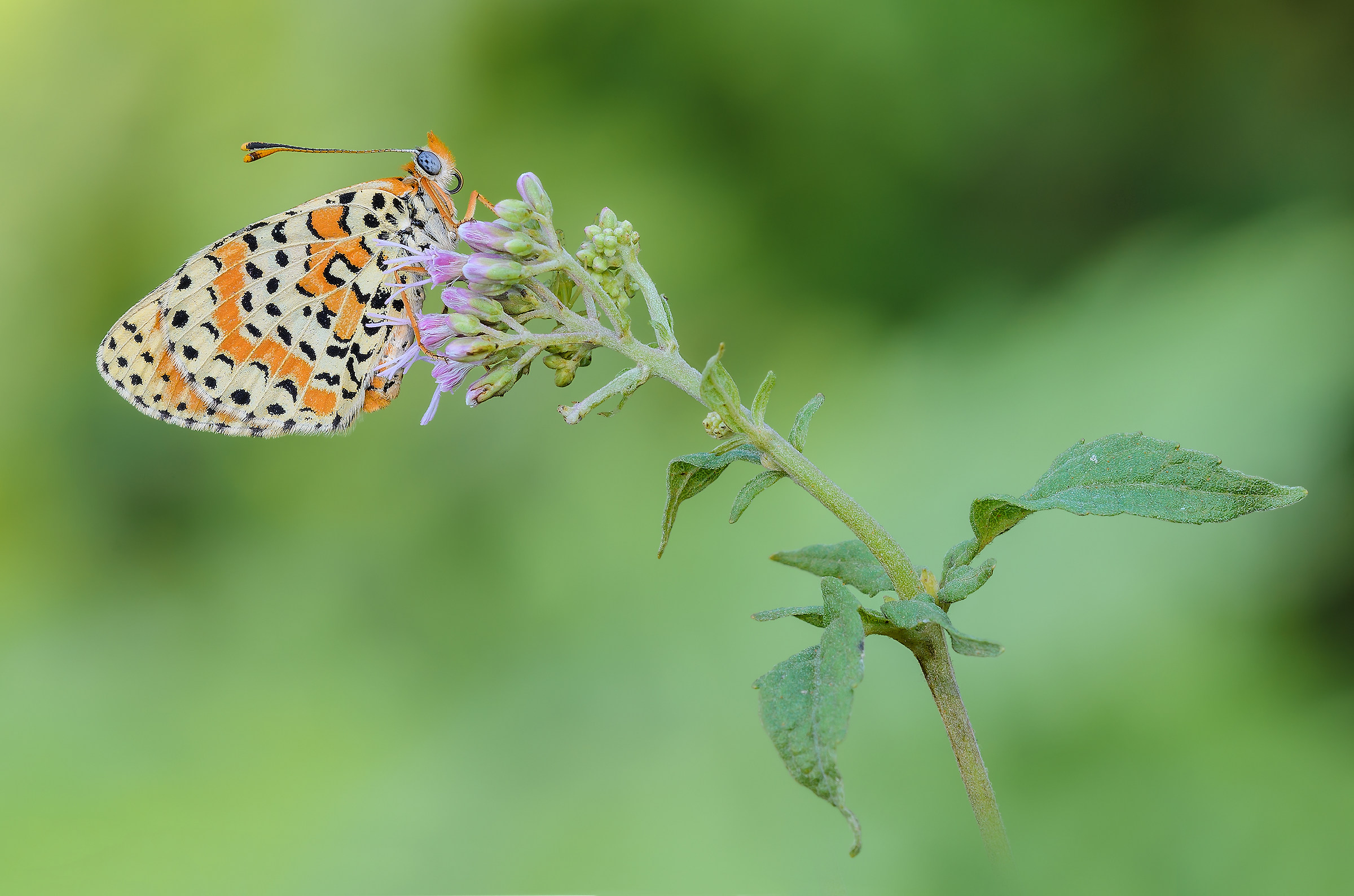 Melitaea didyma