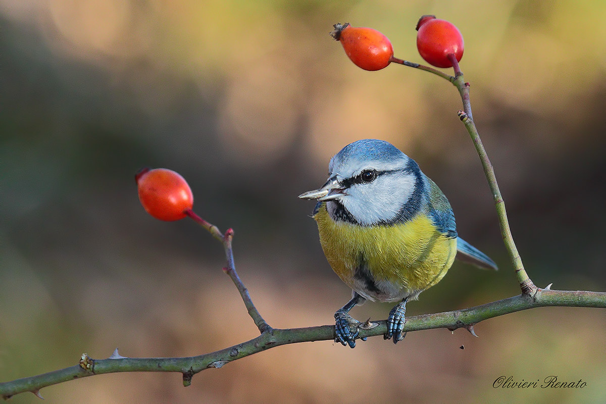 Blue Tit (Parus caeruleus)