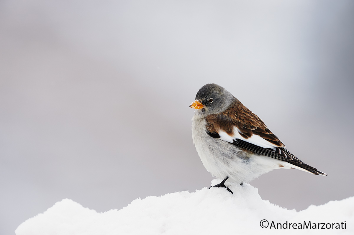 Snow finch