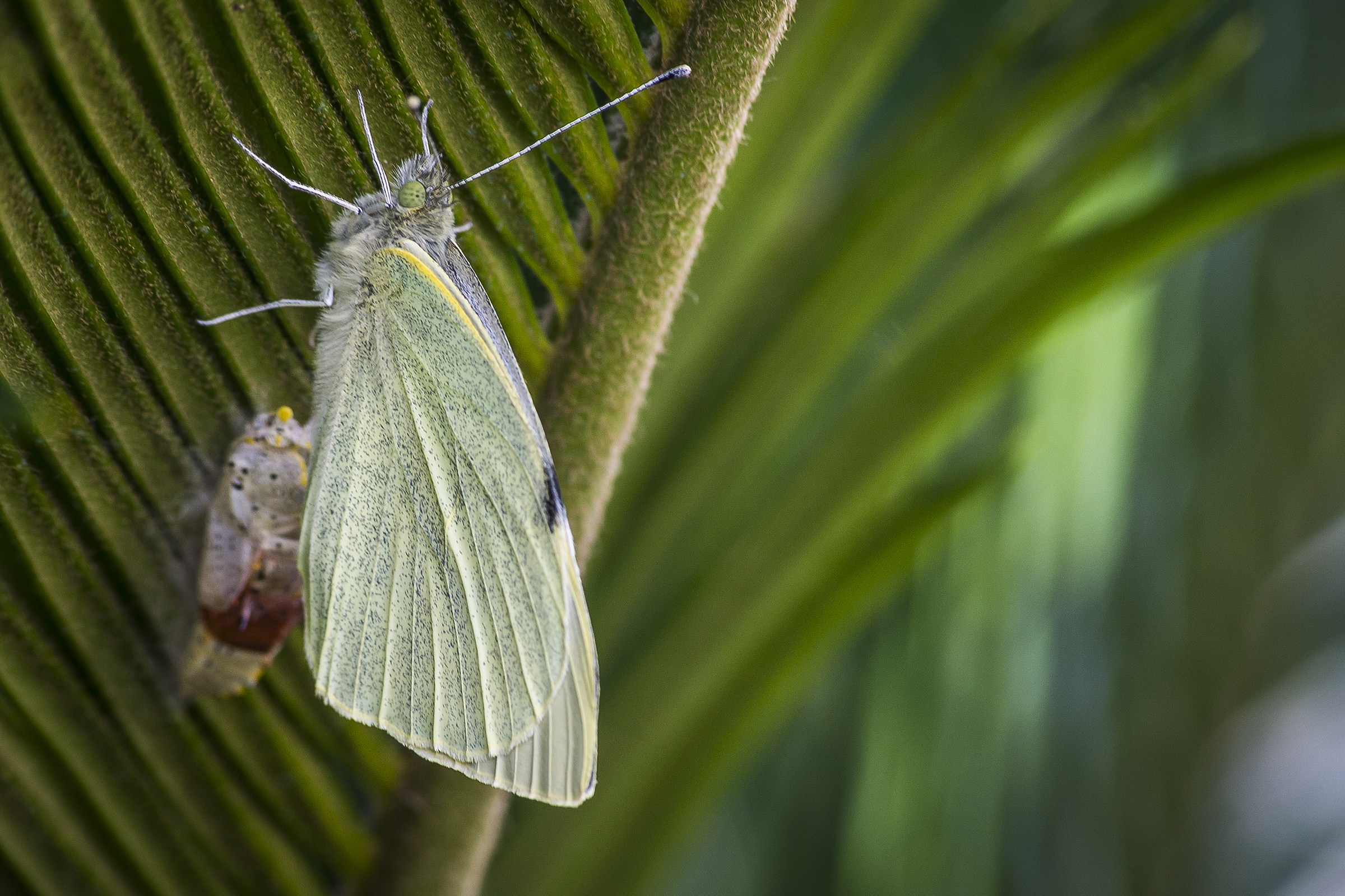 farfalla appena nata
