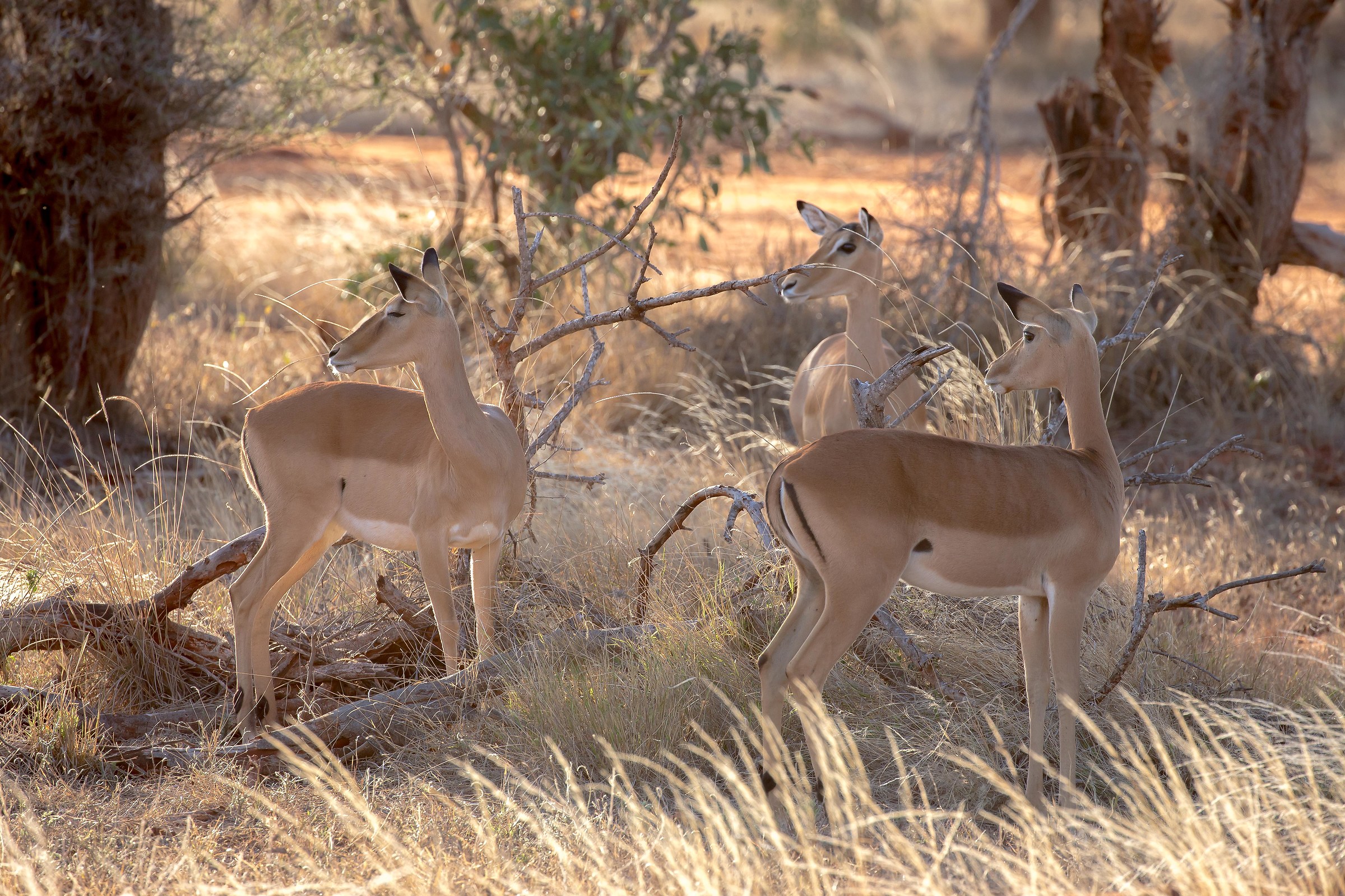 ... Hmmm, that solicino ....