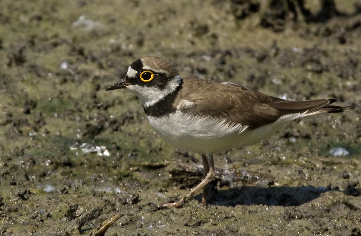 Little Ringed Plover