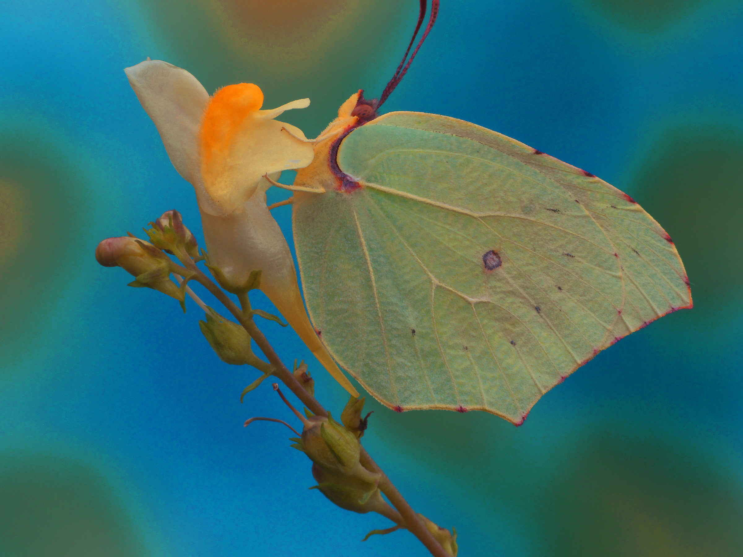 Colias