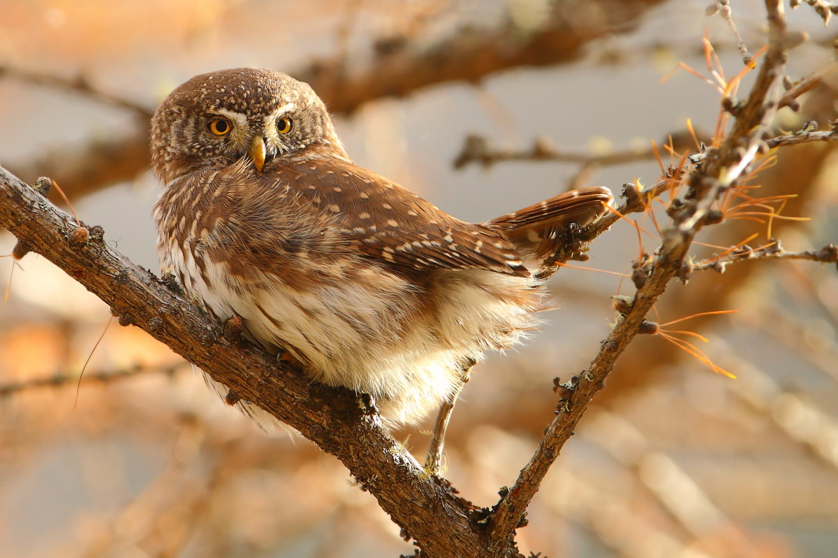 Pygmy Owl