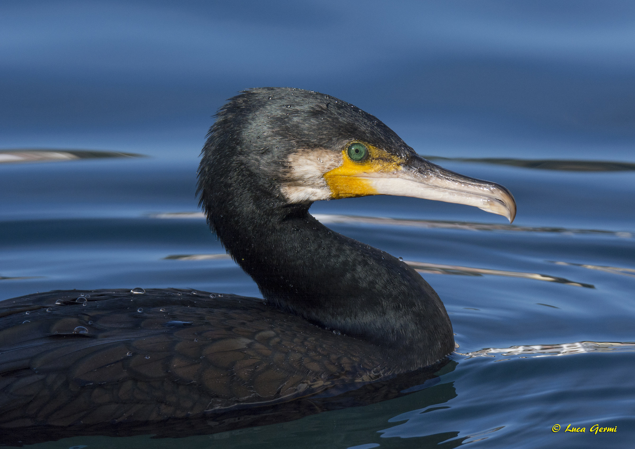 Cormorano