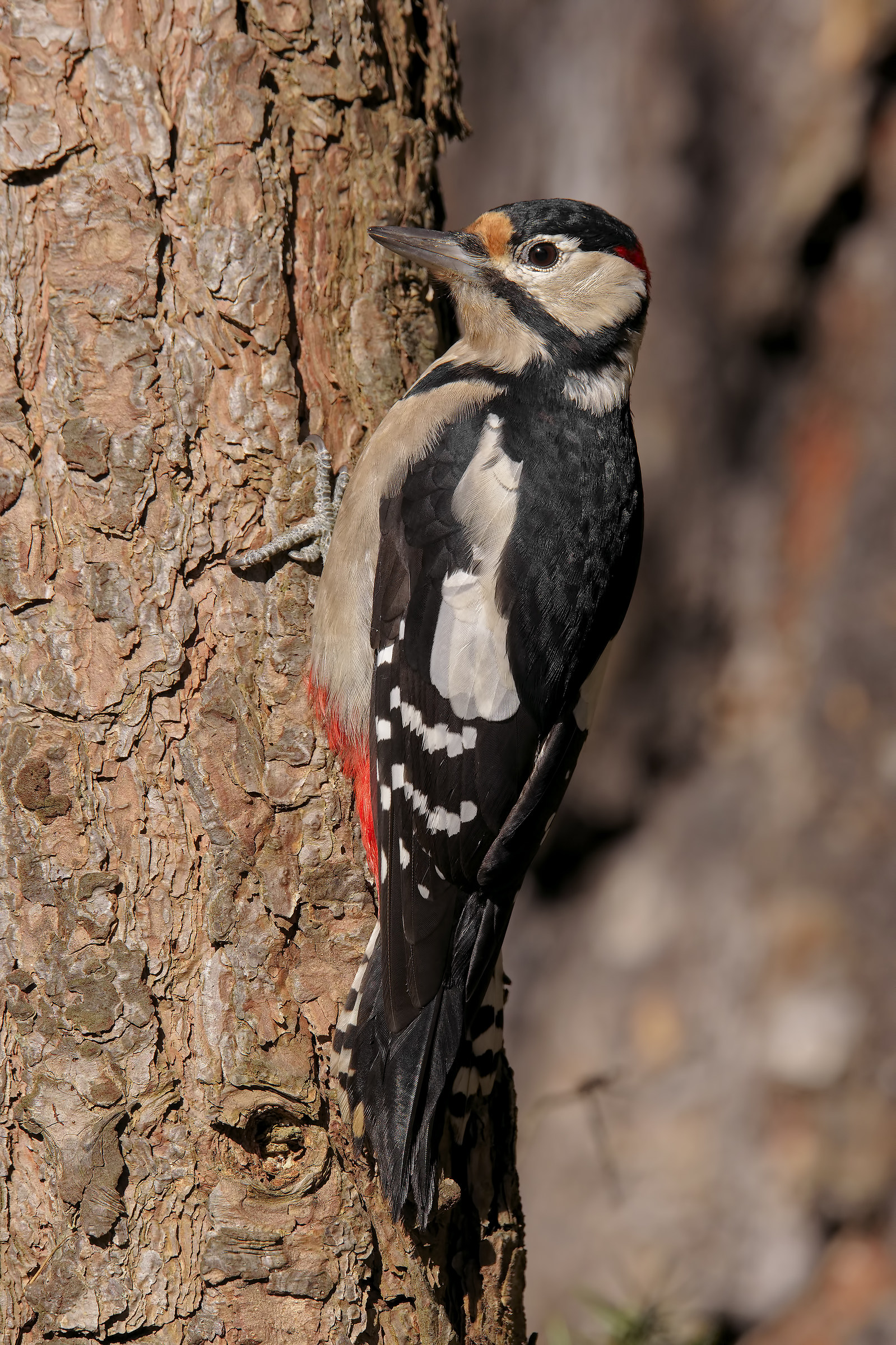 Picchio rosso maggiore