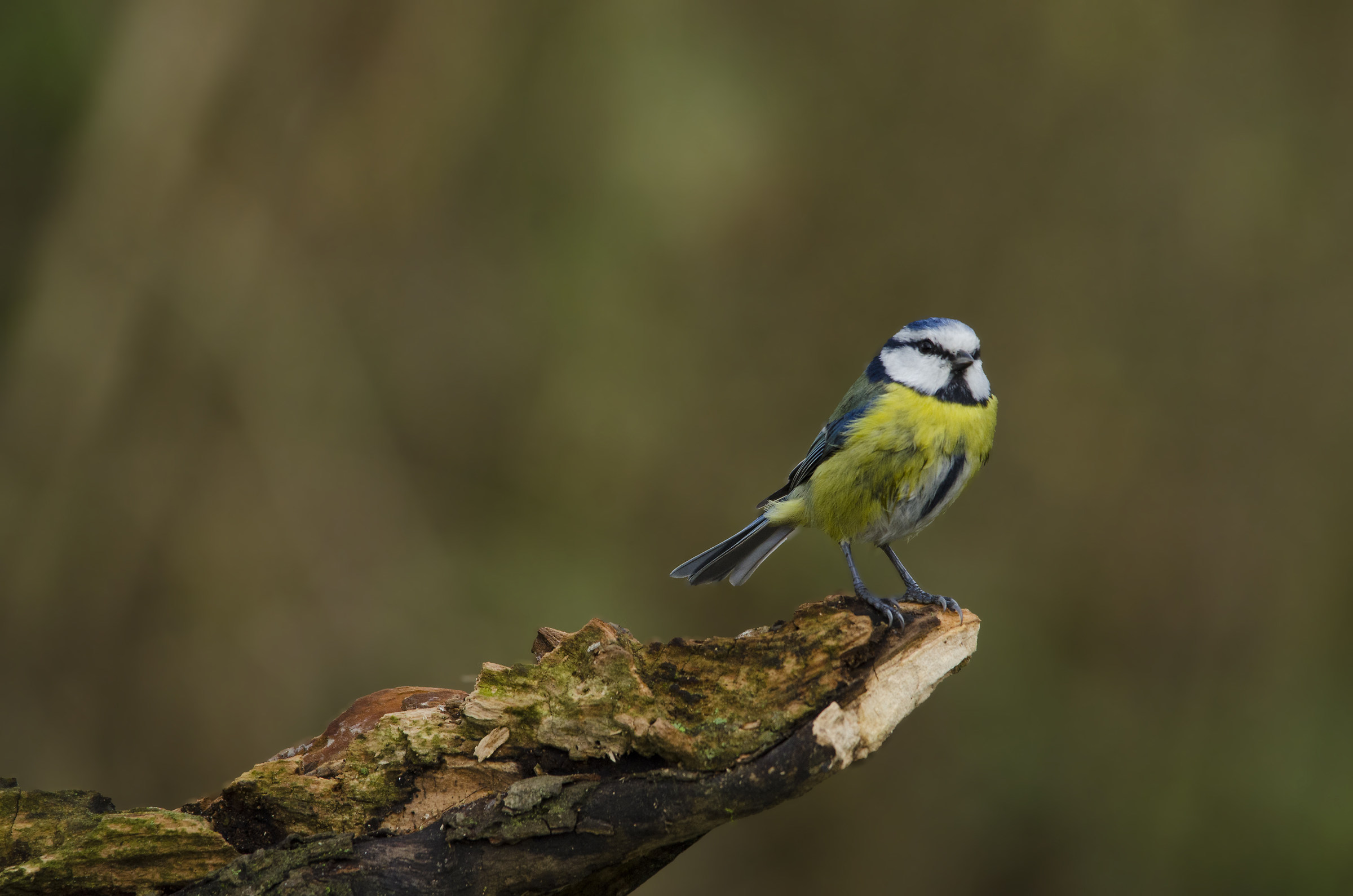 the cliff of the Kings