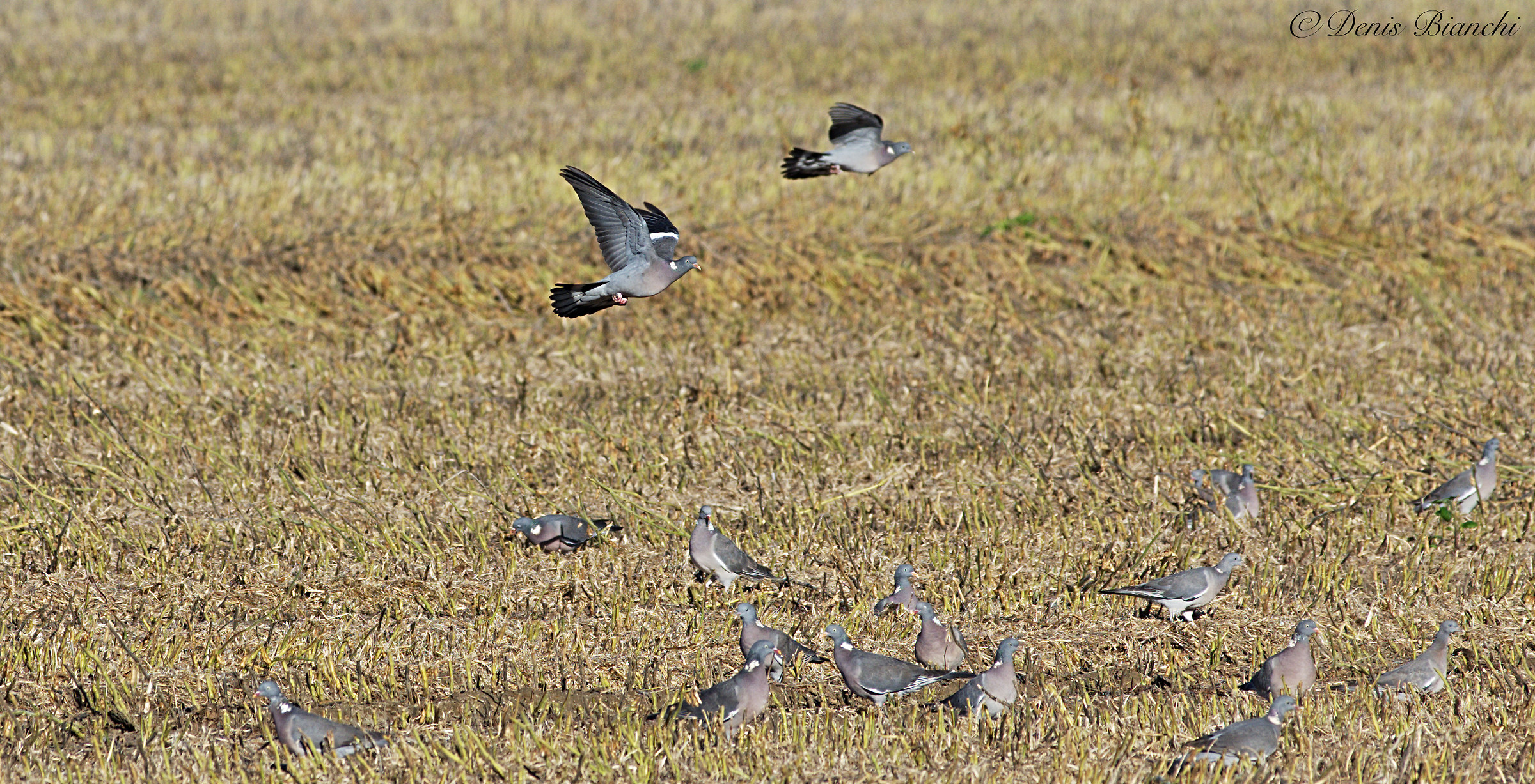 Pigeons in pasture in soybean stubble