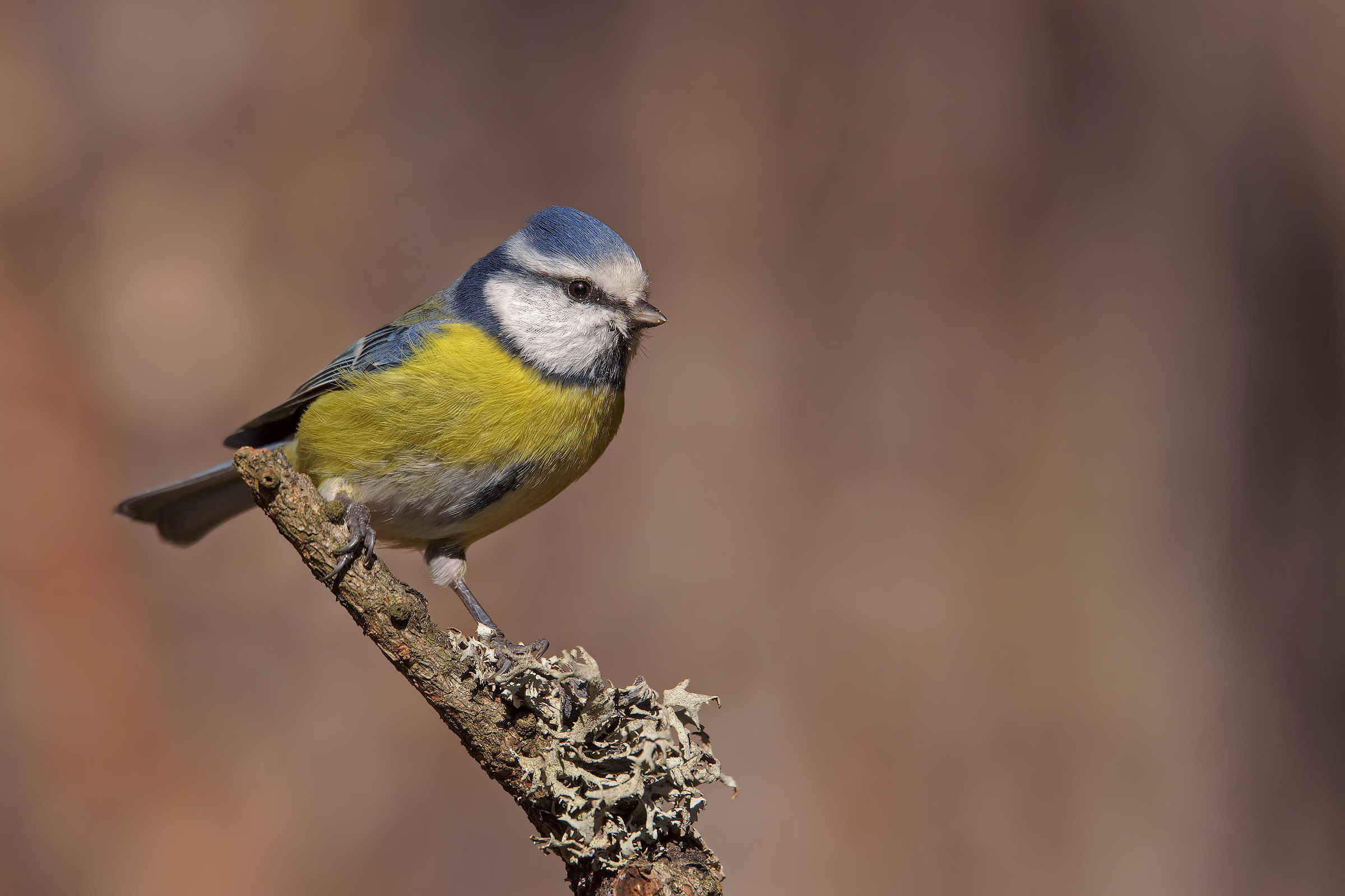 Cinciarella pettinata!