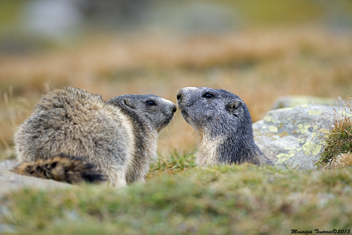 Marmotta