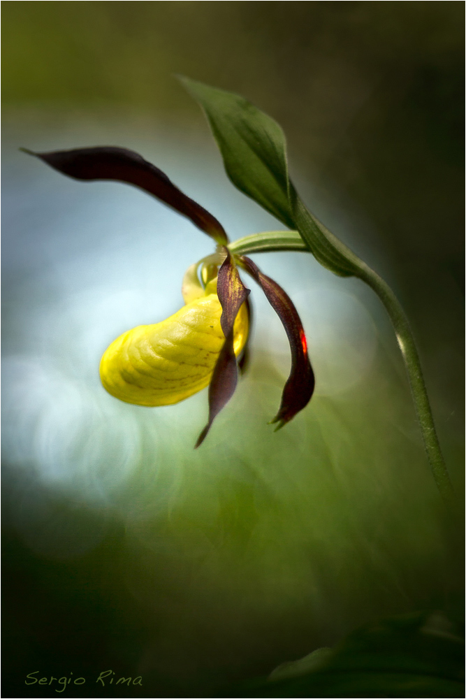 Cypripedium calceolus/4