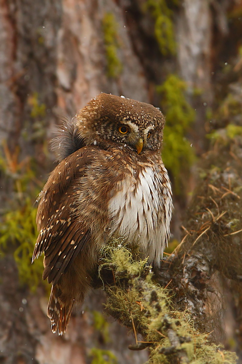 Pygmy Owl