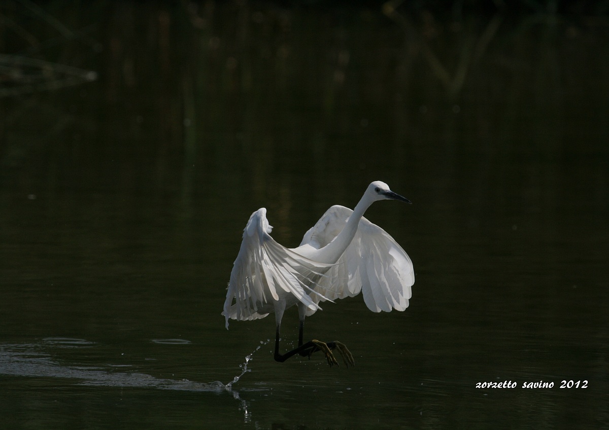 non voglio bagnarmiii