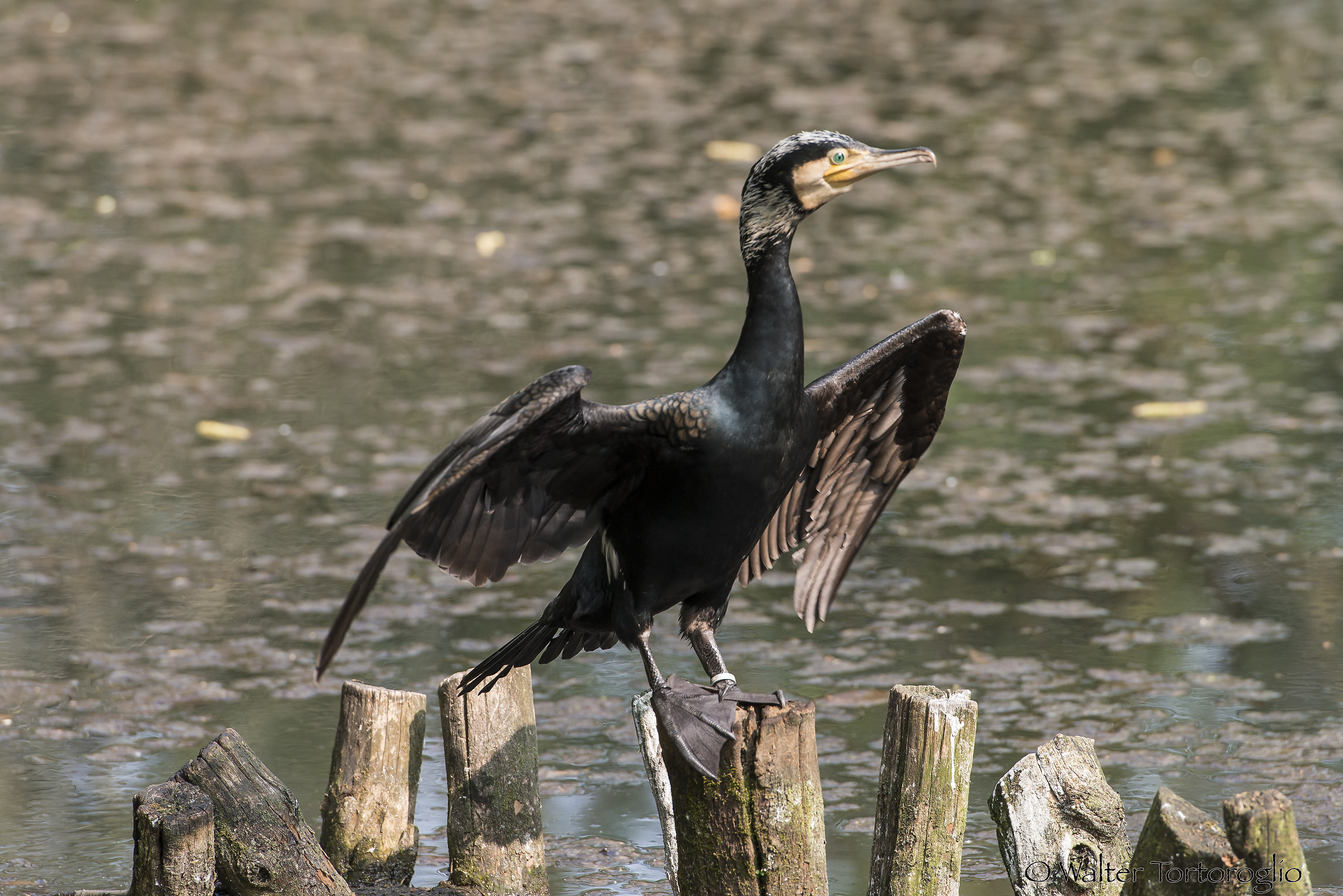 Cormorant in Sant'Alessio