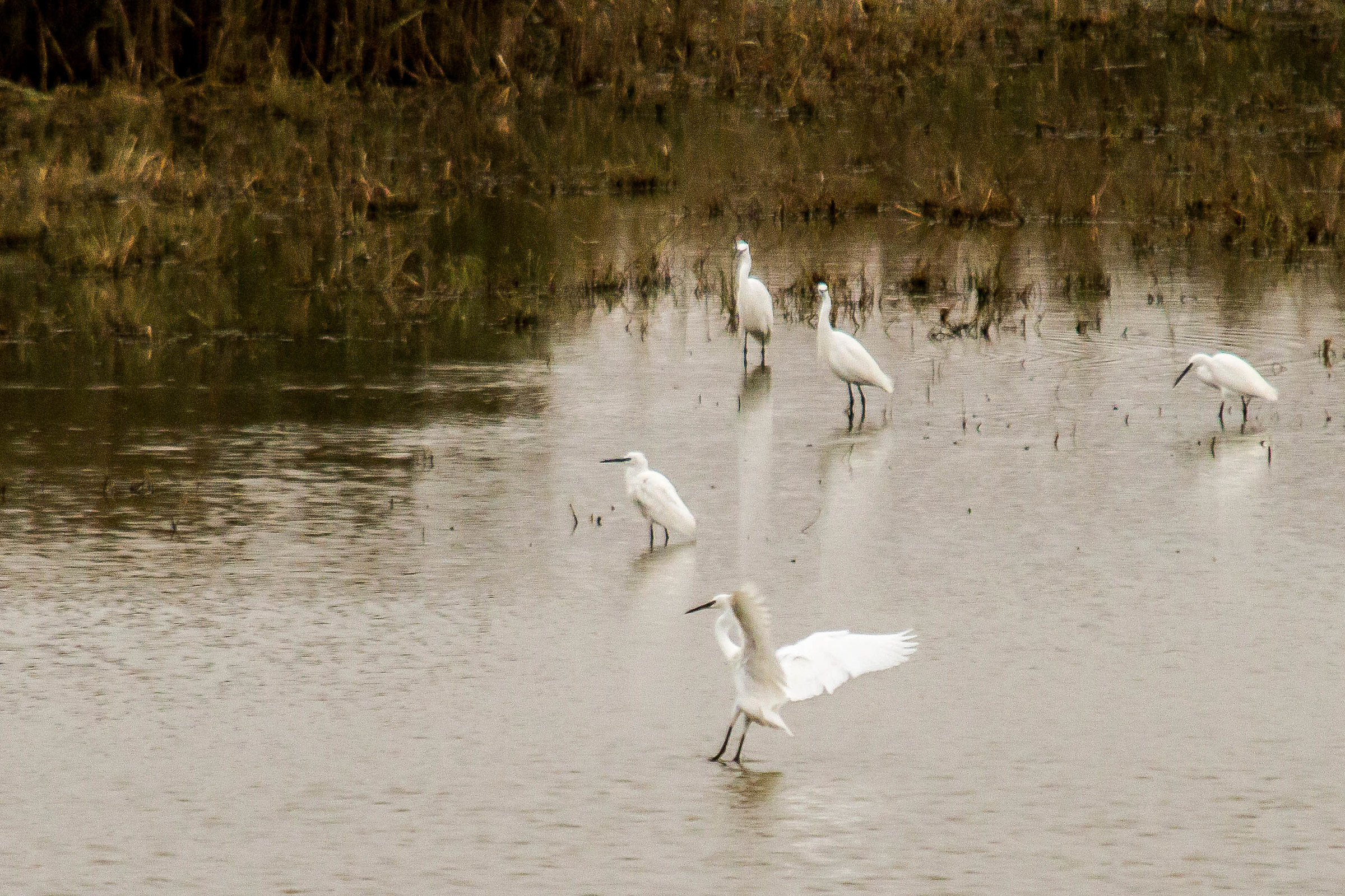 Egrets